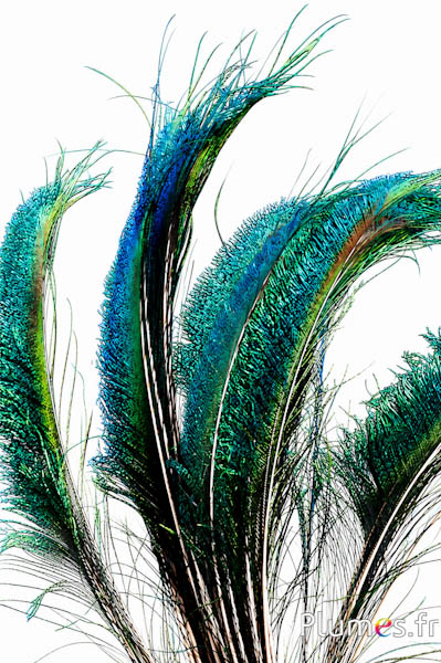 Pfau blau Schwert - 40-45 cm - natur